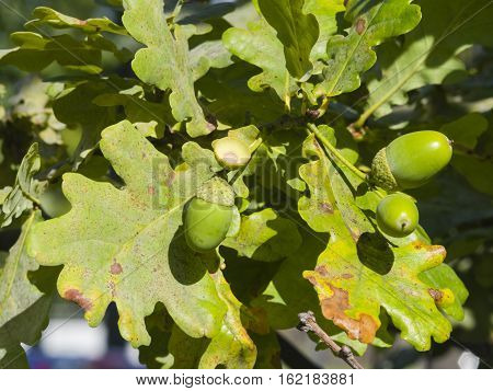Riping green acorns and leaves on oak quercus close-up selective focus shallow DOF