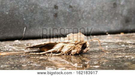 Night Insect Brown Moth