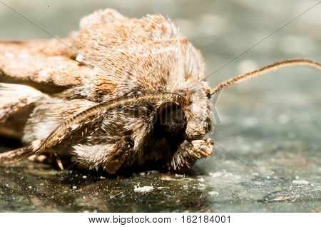 Night Insect Brown Moth