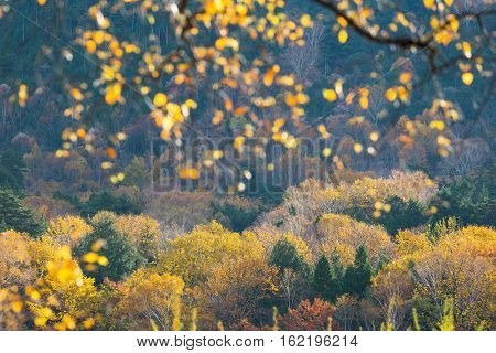 Beautiful landscape in Autumn 