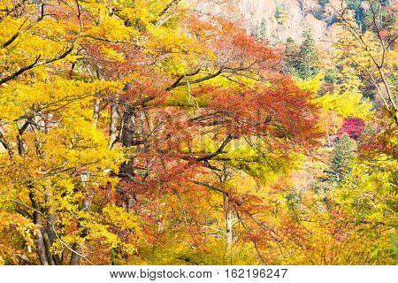 Forest in Autumn