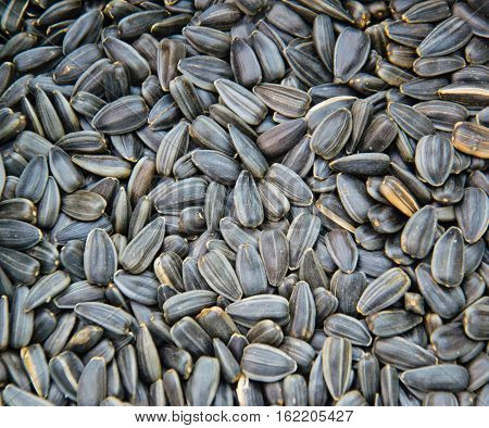 Backgroubd of the black roasted sunflower seeds