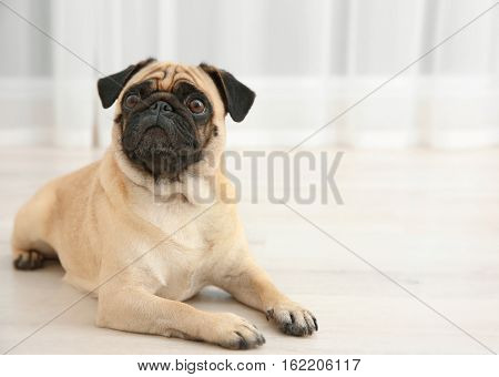 Adorable pug dog lying on floor at home