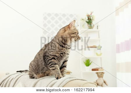 Grey tabby cat sitting on backrest