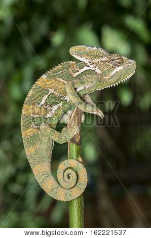 green chameleons on tree branch natural backgroung