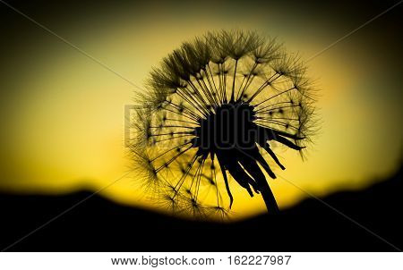 dandelion flower  close up with sunset background