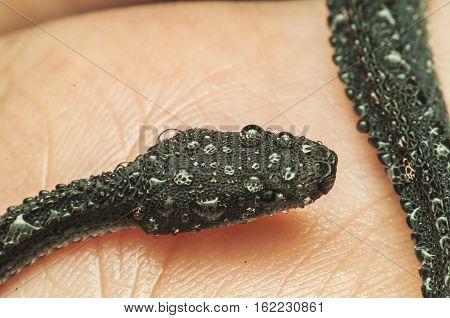 baby snake in the palms of photo natural