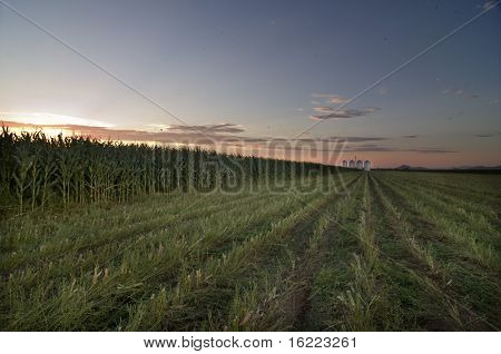 Sonnenuntergang über den Bereich der Mais