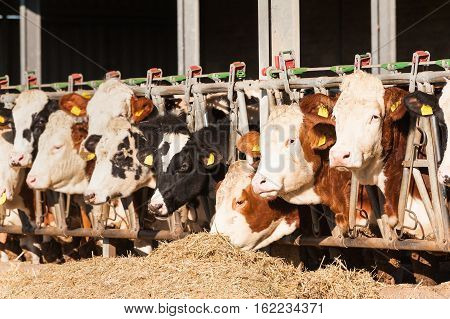 Many cows eating hay on feeding trough.