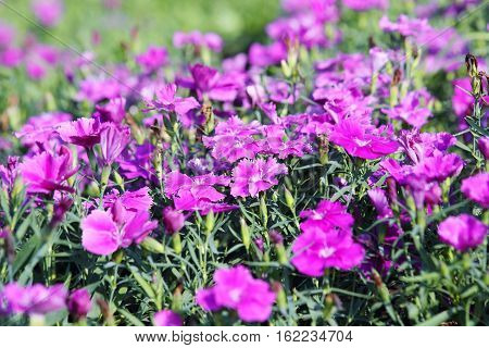 Violet dianthus grow in the garden in norning