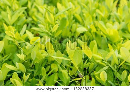 Leaves of coca plant or Erythroxylum novogranatense