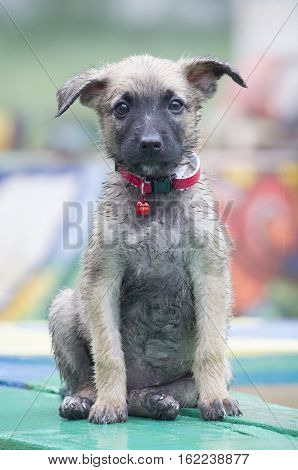 A Tiny Puppy Of Belgian Shepherd 