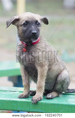 A Tiny Puppy Of Belgian Shepherd 