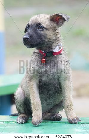 A Tiny Puppy Of Belgian Shepherd 