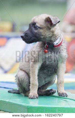 A Tiny Puppy Of Belgian Shepherd 
