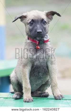A Tiny Puppy Of Belgian Shepherd 