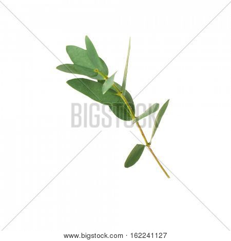Green eucalyptus branch on white background