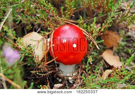 Amanita Muscaria Mushrom