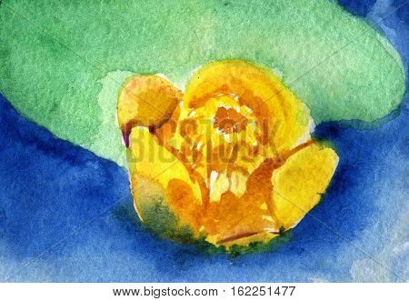 watercolor sketch of yellow spatter dock. Blooming