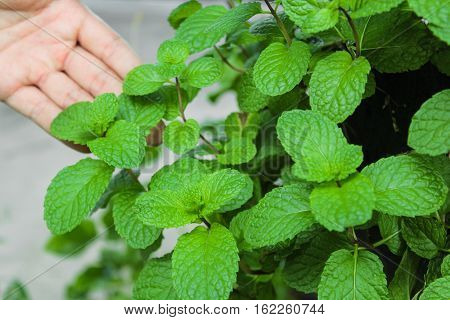 fresh mint plant grow at vegetable garden