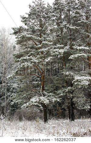 beautiful winter landscape, snow tall trees, pine