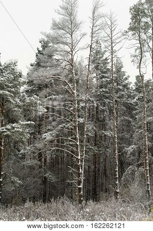 beautiful winter landscape, snow tall trees, pine