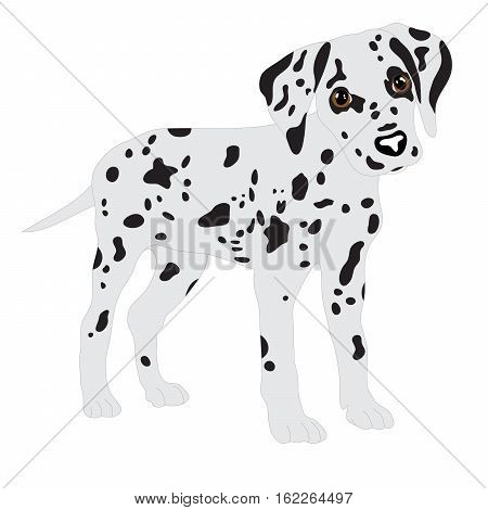 Dalmatians, cute puppy, sad. Vector Illustration Portrait of Dalmatian Puppy. Dog isolated
