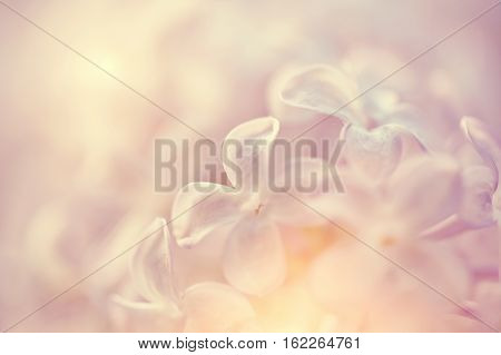 Blurred background with flowers of a lilac close up