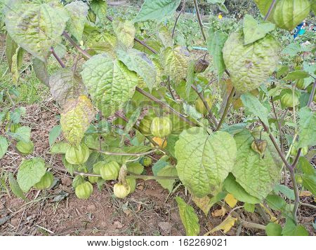 Cape Gooseberry (Physalis peruviana) in the garden healthy fruit