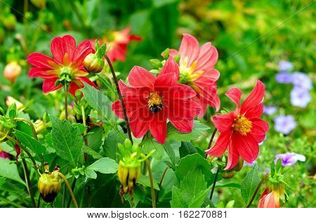 Dahlia bumble bee on a flower. Focus it on the flowers. Shallow depth of field.
