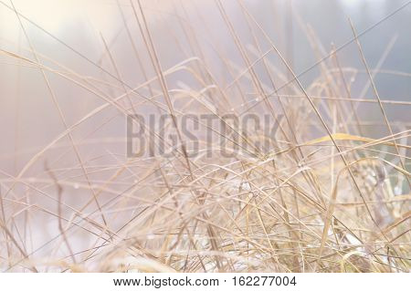 Dry grass in winter. Abstract winter background.