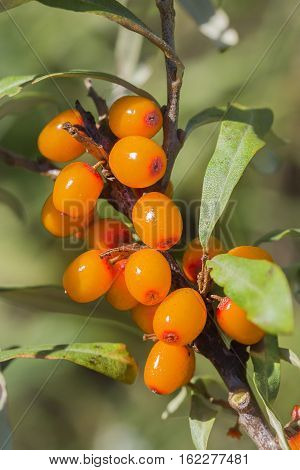 Wild Bush Buckthorn Rusinova ( lat. Hippophae rhamnoides ). Ripe berries on the branches