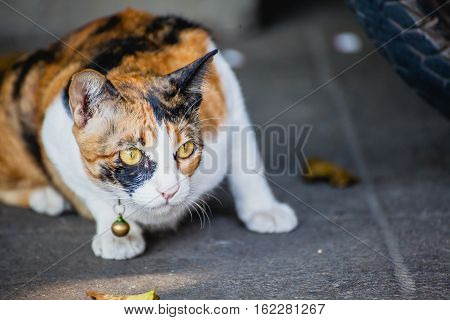 Portrait of Tabby catCat 3 colors Black white yellow