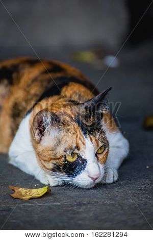 Portrait of Tabby catCat 3 colors Black white yellow