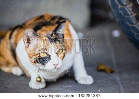 Portrait of Tabby catCat 3 colors Black white yellow