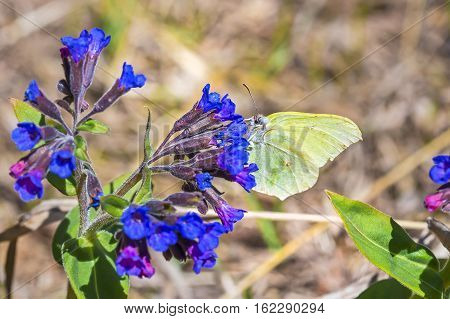 Day Gonepteryx butterfly (Gonepteryx) feeds on nectar from the blossom of the softest Lungwort (Pulmonaria dacica Simonk)
