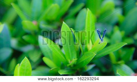 Fresh green plants watered early in the morning