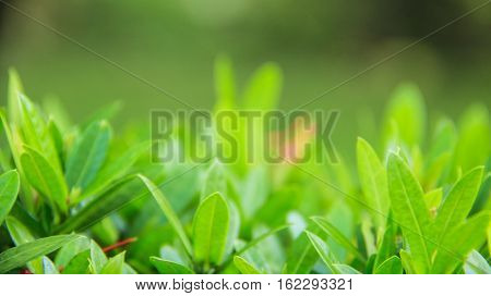 Fresh green plants watered early in the morning