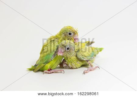 Pastel Green Forpus Bird Chick