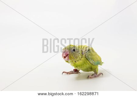 Pastel Green Forpus Bird Chick