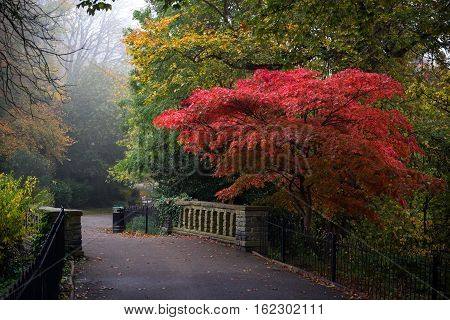 Red maple tree in the Waterlow Park London in autumn