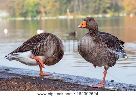 Wild geese satnding on one leg Hyde Park London