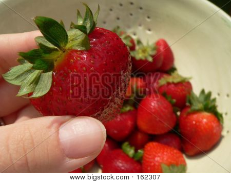 Hand-Picking A-Erdbeere