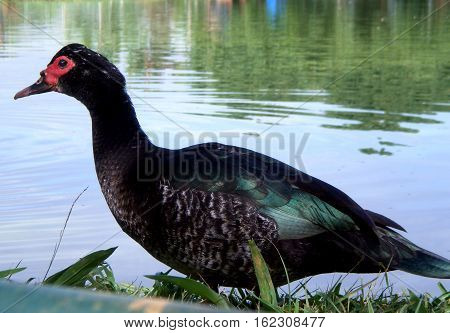 The duck in front of a lake