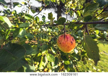 Apple Haning On A Tree In The Fall