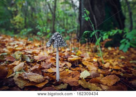 Coprinopsis Picacea Mushroom With A Tall Stalk