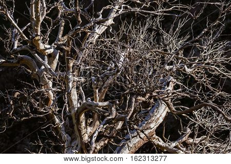 Old tree in mountains - Madeira Portugal - nature background