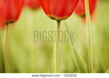 Tulipes douces
