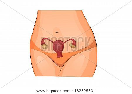 vector illustration of reproductive system for medical publications