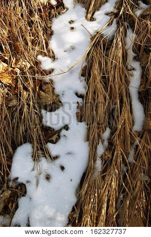 Snow among the yellowed grass in the forest